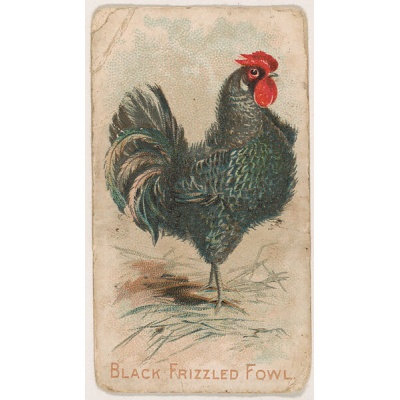 cochin_frizzle_black_fowl_free_image