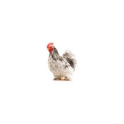 cochin_splash_rooster_free_image