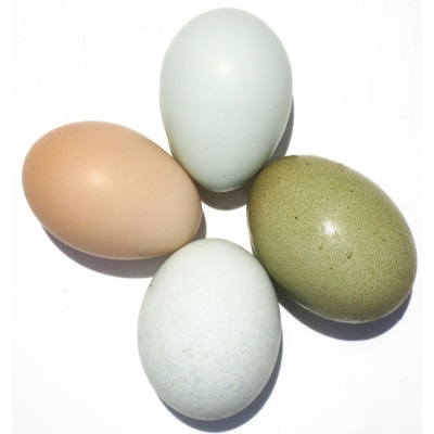 colorful_eggs_ours_821521754