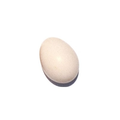 cream_or_light_brown_to_pinkish_ours