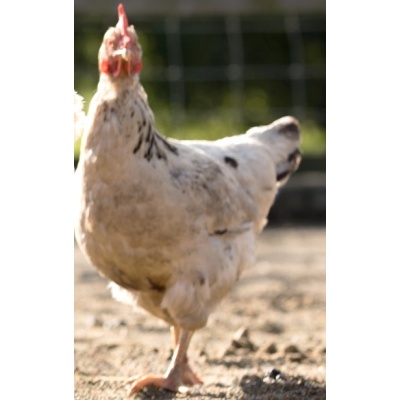 delaware_chicken_free_image