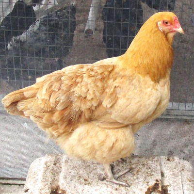 easter_egger_buff_orpington_female_2069788933