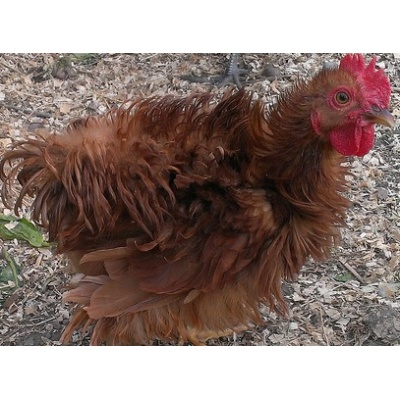 easter_egger_frizzle_chicken