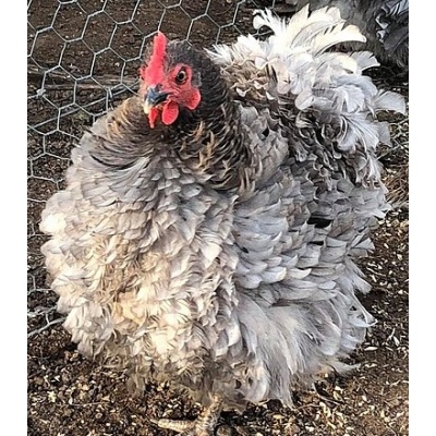 easter_egger_frizzle_pullet_cropped