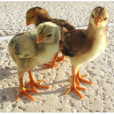indio_gigante_itsy_bitsy_and_teeny_hatched_feb_7_2023