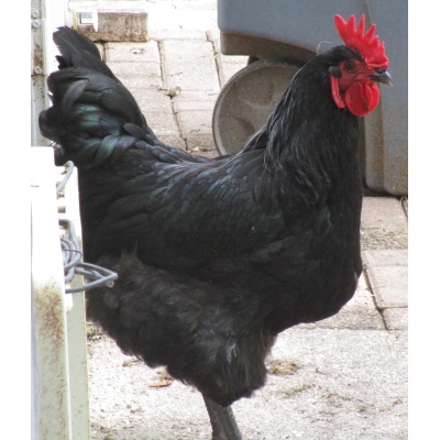 jersey_giant_-_black_hen_ours