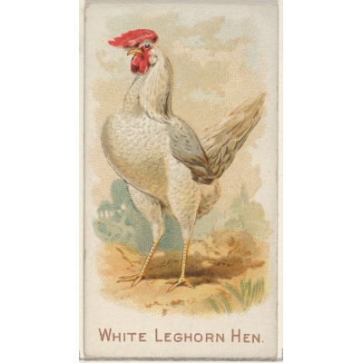 leghorn_white_free_image