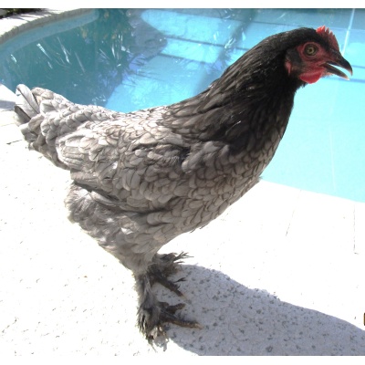 maran_blue_copper_pullet_2