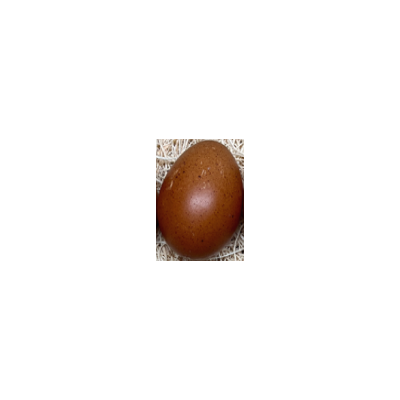 maran_dark_brown_eggs_1_jpg_637163887
