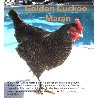 maran_golden_cuckoo_goldie_write