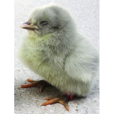 orpington_-_lavender_1_baby_me