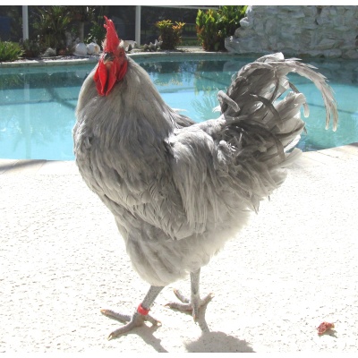 orpington_-_lavender_fonzi_pool_time