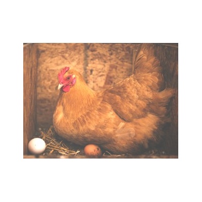 orpington_buff_artwork_free_225879621