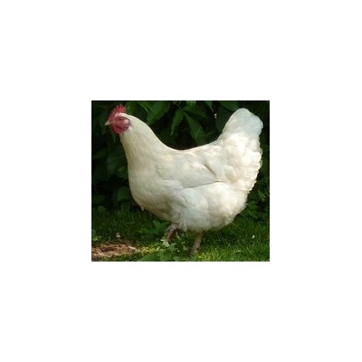 plymouth_rock_white_hen_free