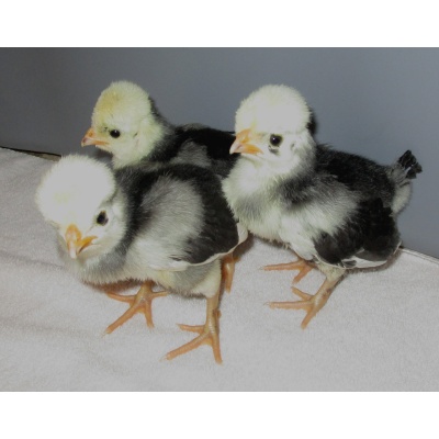 polish_-_white_crested_bantam_baby