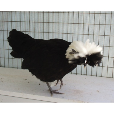 polish_-_white_crested_bantam_cola_396515271