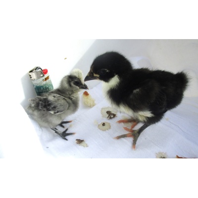polish_silki_hybrid_baby_tiny_dob_2-6-23