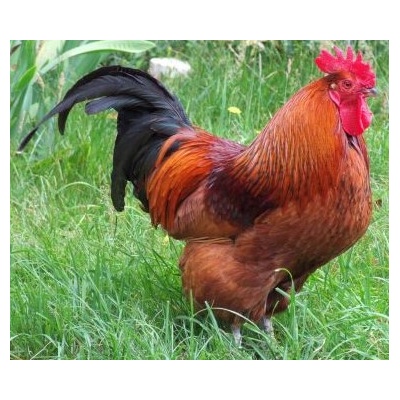 rhode_island_red_rooster_free_image