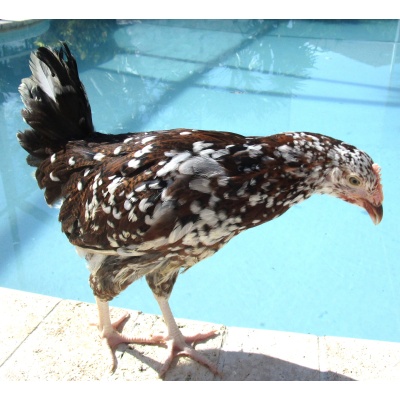 sussex_speckled_pullet_pooltime