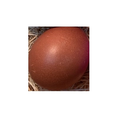 welsummer_dark_brown_eggs_mthlth_crop2_717029147