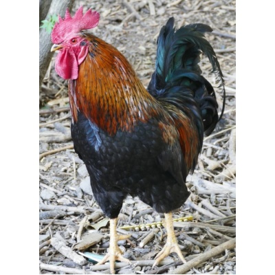 welsummer_rooster_free_image