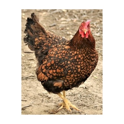 wyandotte_gold_laced_free_cropped