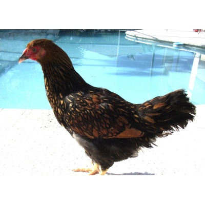 wyandotte_golden_laced_pullet