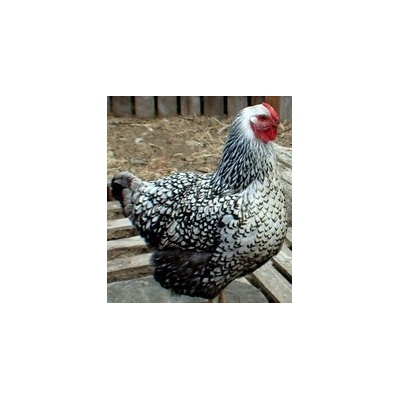 wyandotte_silver_laced_free_female