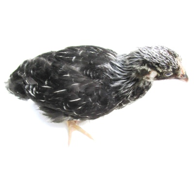 wyandotte_silver_laced_youth_pullet